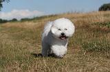 BICHON FRISE 066